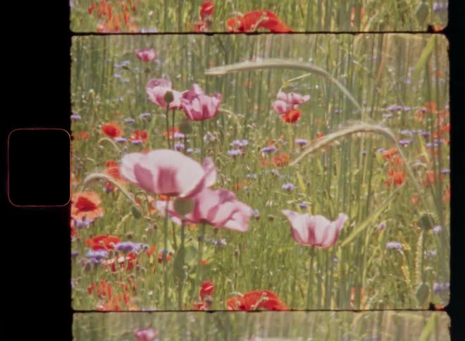 Pink red and purple poppy flowers or poppies grow in a grassy grain field as symbol for biodiversity and great habitat for pollinators and other insects flying around in warm sunshine during a mild spring day on Super 8mm film footage