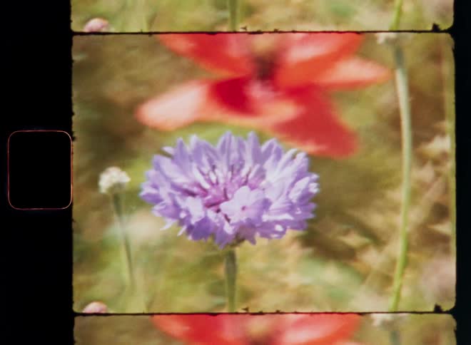 Closeup of a purple cornflower in front of a red poppy flower standing in green field of wildflowers on a sunny spring or summer time day on the countryside with upward camera movement on vintage Super-8 film