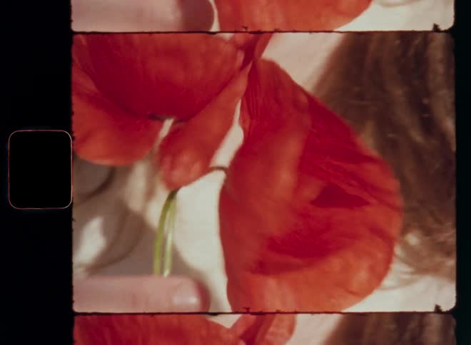Close up of a brunette teenage girl wearing beige shirt as she smiles happily and holds red poppy flowers in her hand spinning them with her fingers carelessly enjoying the warm sunshine during sunset on a mild spring evening