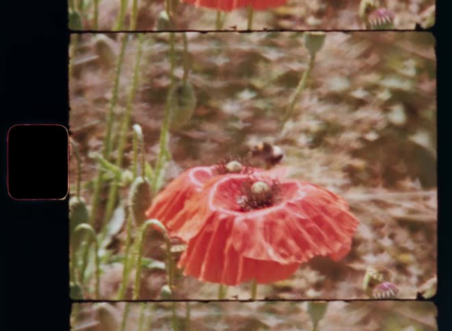 A flying bumblebee hovers around red poppy flowers or poppies to pollinate them during their blossom in spring on a sunny day with bright sunshine and warm temperatures on retro Super 8 film with nostalgic feeling or vibe