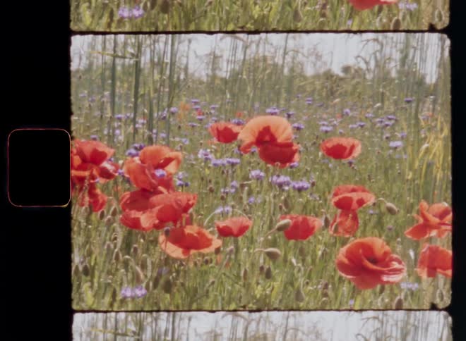 An abundance of purple cornflowers and red poppy flowers growing in a grassy green field with great diversity as the colourful petals glow in the bright sunlight