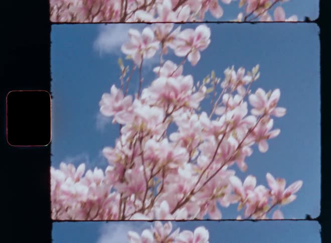 A closeup view of pink cherry blossoms or white magnolia tree against a clear blue sky caught on vintage film as the branches are covered in an abundance of flowers and they move in the breeze with dynamic camera movement