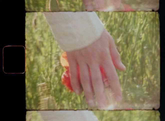 A young teenage girl walks through a field and lets her hands rub and touch purple cornflowers and red poppy flowers and grass as she moves through the high vegetation while enjoying the countryside and the connection to Mother Nature on vintage film