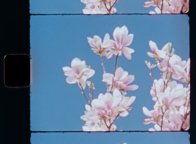 Pink cherry blossoms swaying in the wind against blue sky as the branches of the tree or bush are covered in beautiful and stunning white and pink flowers with large petals and vibrant colors