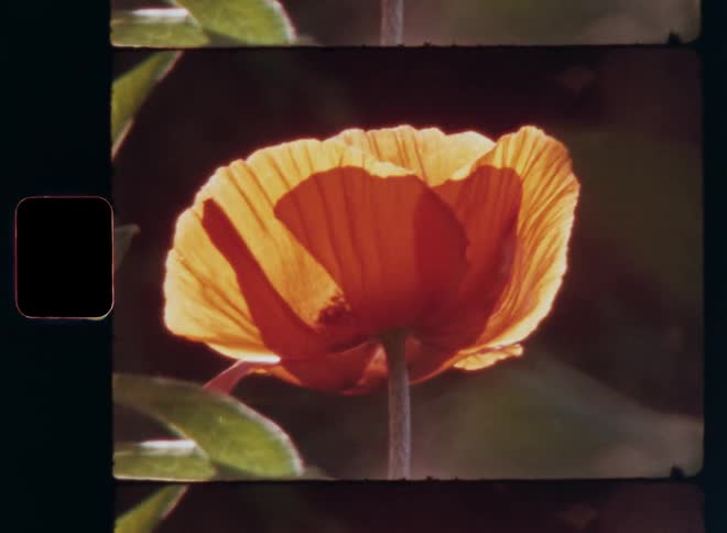 Dynamic Super 8 mm film footage zooming in onto an orange or red poppy flower on a blurred background blossoming in great weather as the sun shines from the back making it glow and stand out during warm spring day