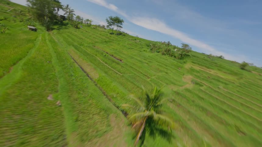 Aerial of tea crops growing on a hillside under partly cloudy skies