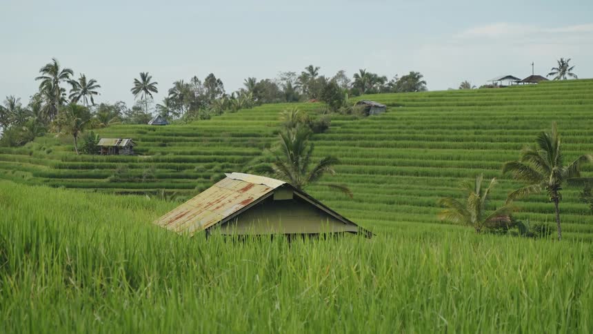 Rice terraces in Bali with huts scattered throughout