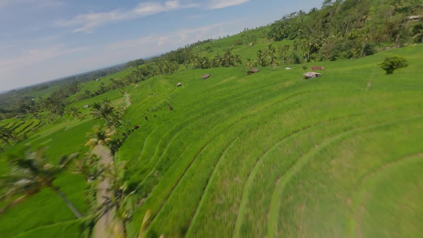Aerial view of palm trees on hills in an agricultural field