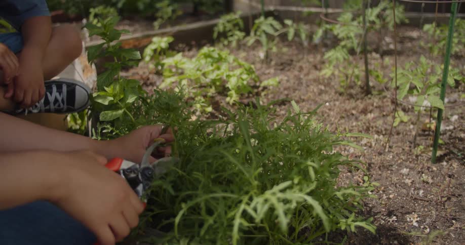 Closeup of the hands of a young woman using pruning shears to trim plants in a garden bed