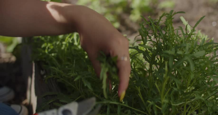 Young woman using garden shears to harvest herbs