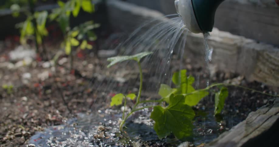 Hand holding a gallon jug with the spray nozzle releasing water onto the soil and a young plant
