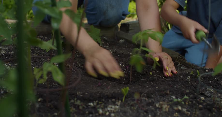 Woman and a child planting a seedling in their garden plot