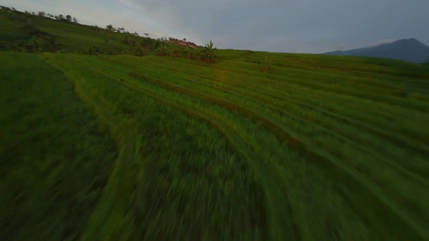 Aerial scenery of green agricultural fields with palm trees on hills and mountains on the horizon