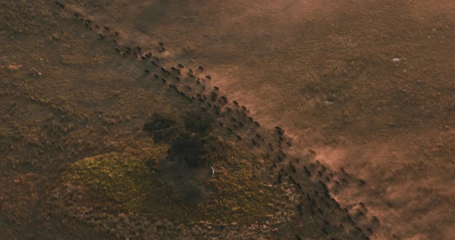 A large herd of cape buffaloes moves past a tree on the Okavango Delta