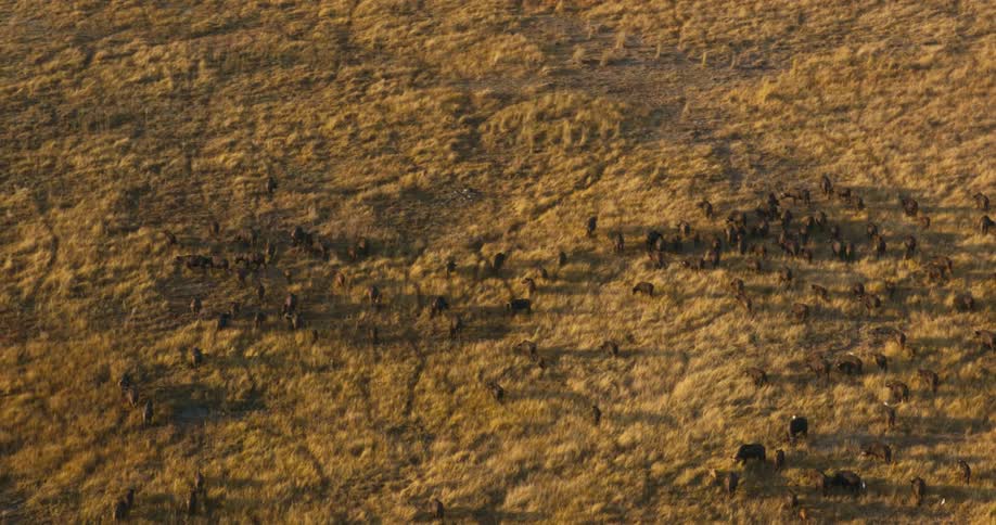 Cape buffaloes walking through the jungle