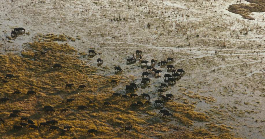 Aerial view of a group of buffaloes walking through a shallow river
