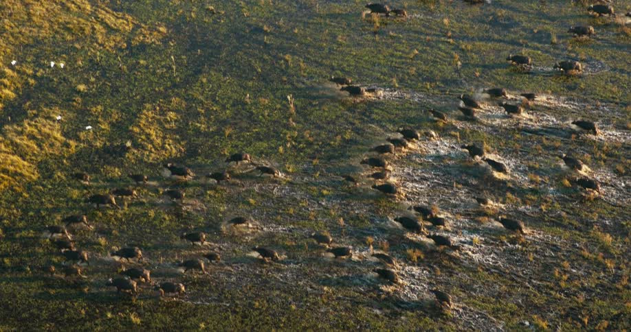 Aerial panorama of wild buffaloes running through the jungle in a water environment