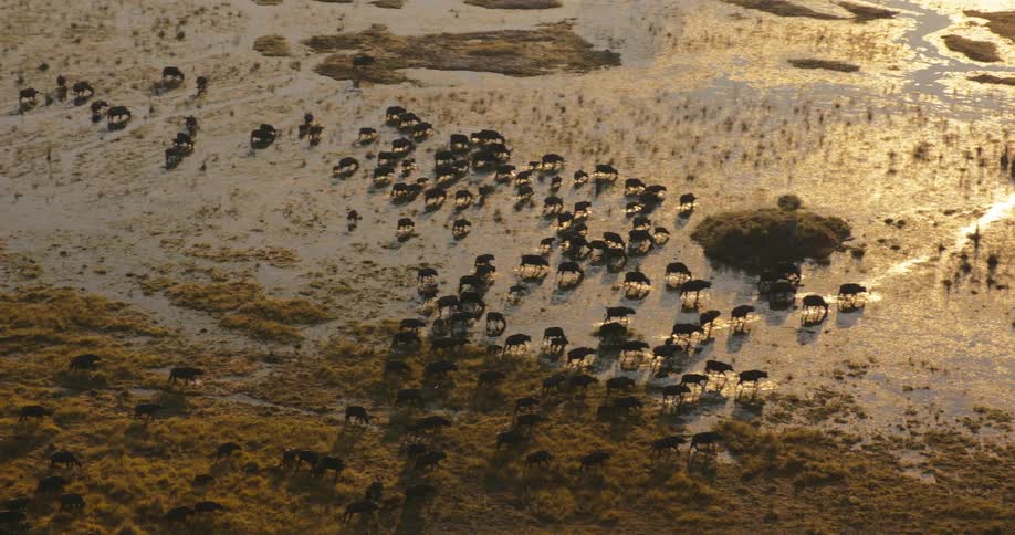 Aerial view of a herd of buffalo grazing on a grassy plain