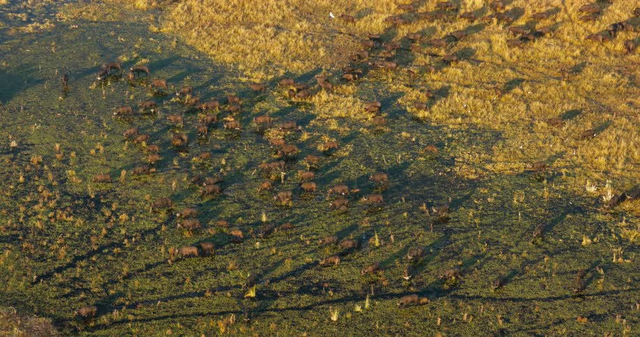 Aerial view of set of buffaloes crossing a river in the jungle