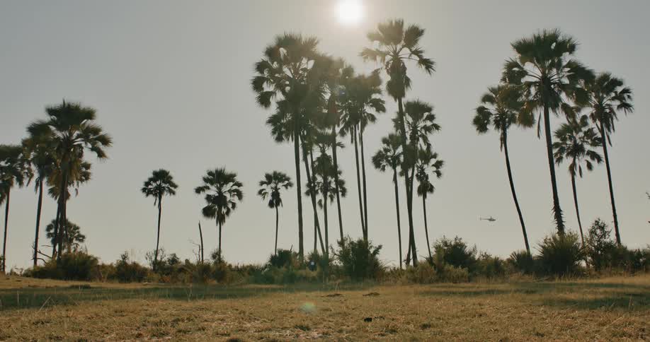 A helicopter moves through the sky behind a row of palm trees