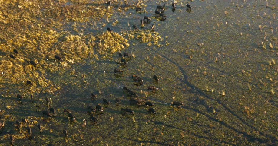 A herd of buffaloes walking in the water of a swamp