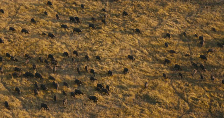 A group of buffaloes blackcolored animals are walking in a grassy field