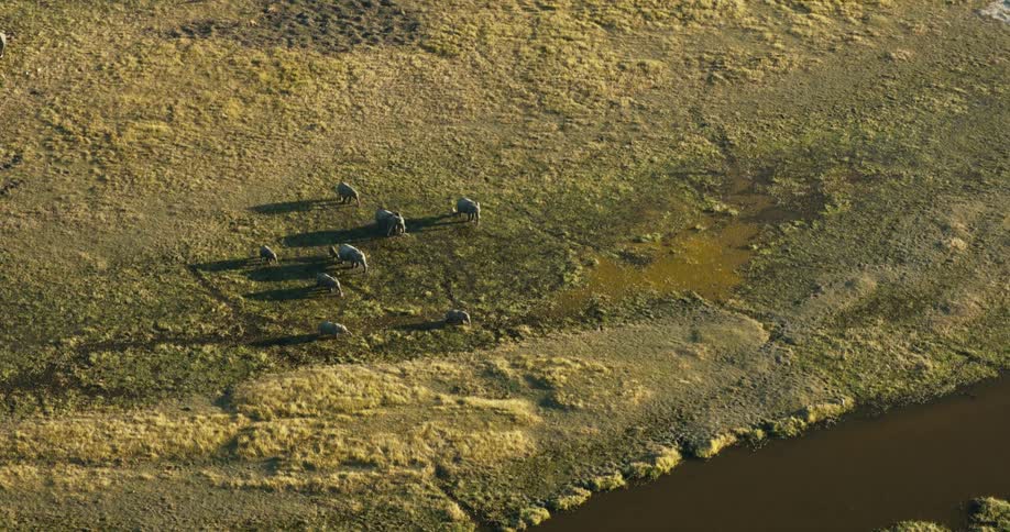 A group of elephants are feeding in the swamp