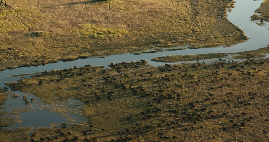 Aerial view of buffaloes in the jungle near a body of water