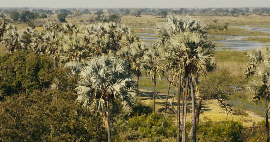 Streams and wetlands occupy the grassland between groves of trees