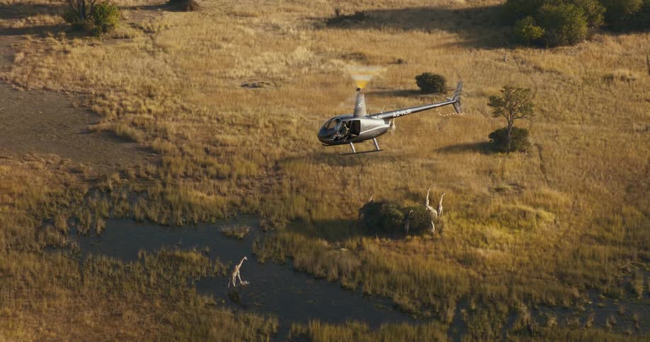 Helicopter in a jungle flying above a giraffe crossing a lake