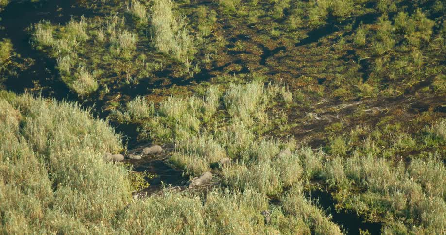 A group of elephants walking through a lush green landscape with water and dense vegetation