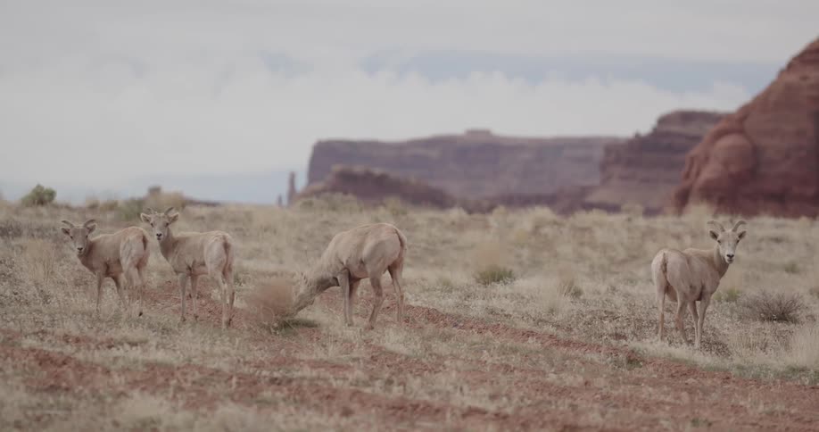 Set of goats in a pasture surrounded by canyons