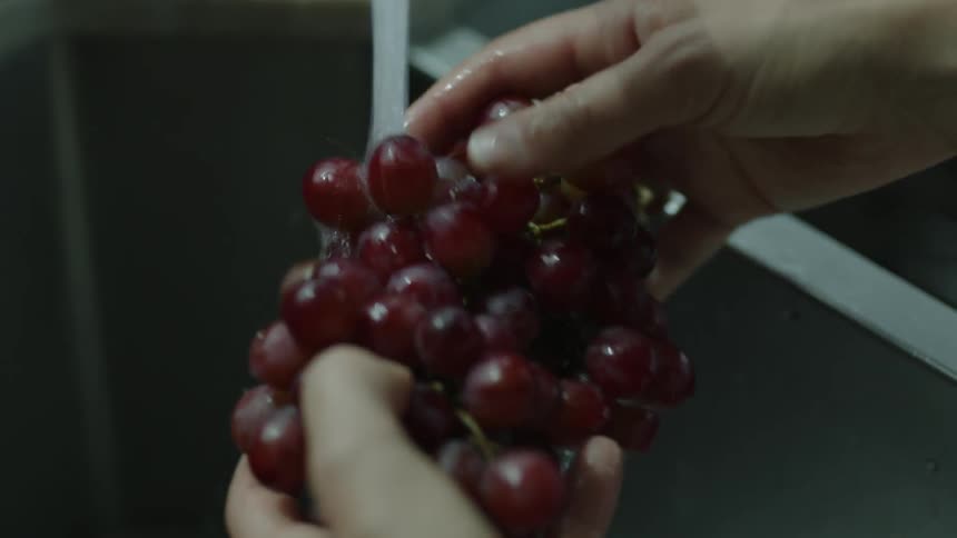 Pair of hands washing purple grapes in the sink