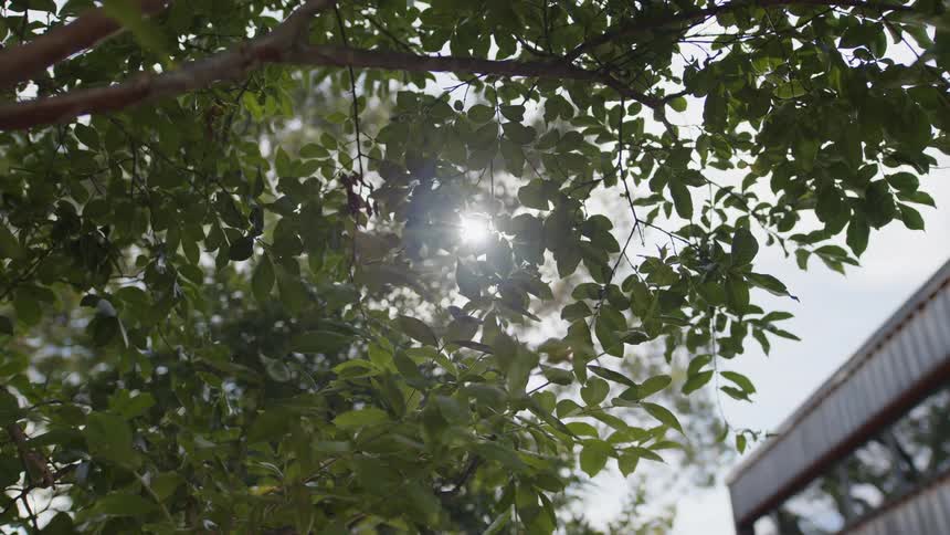 Tree with green leaves in the foreground and a building in the background