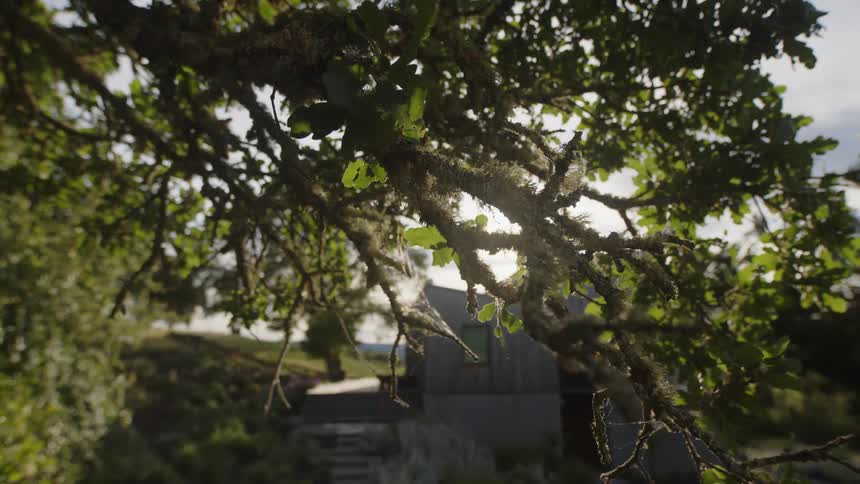 A tree branch with sunlight filtering through the leaves