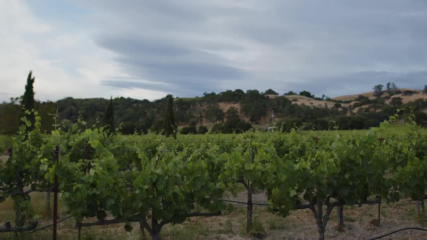 A vineyard stretches across rolling hills