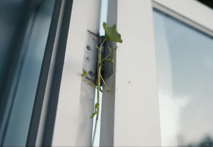 Plant growing indoors