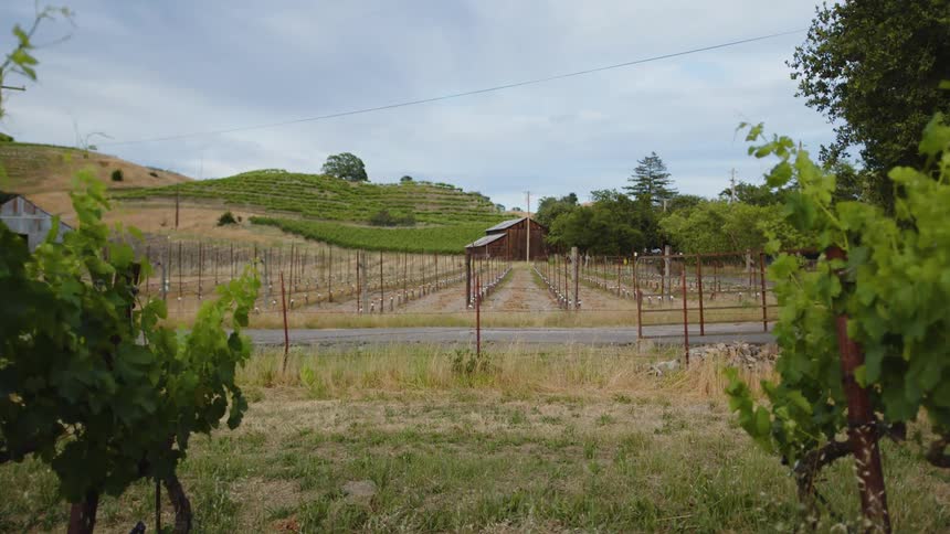 Agricultural field with dividers and grape plantation