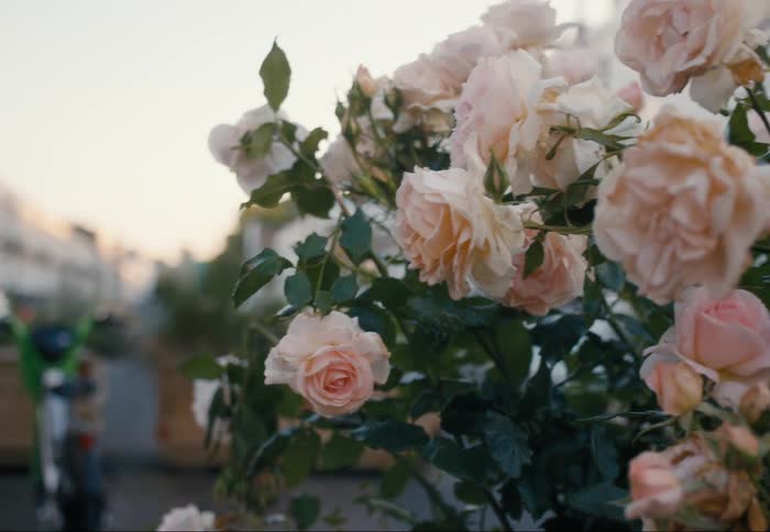 The image features pale pink roses in sharp focus on the right side