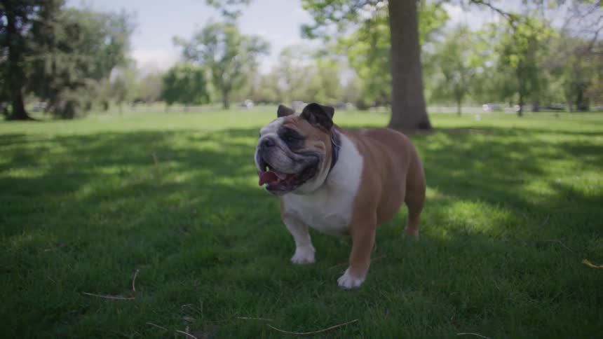 A bulldog walks through a park on a partly sunny day