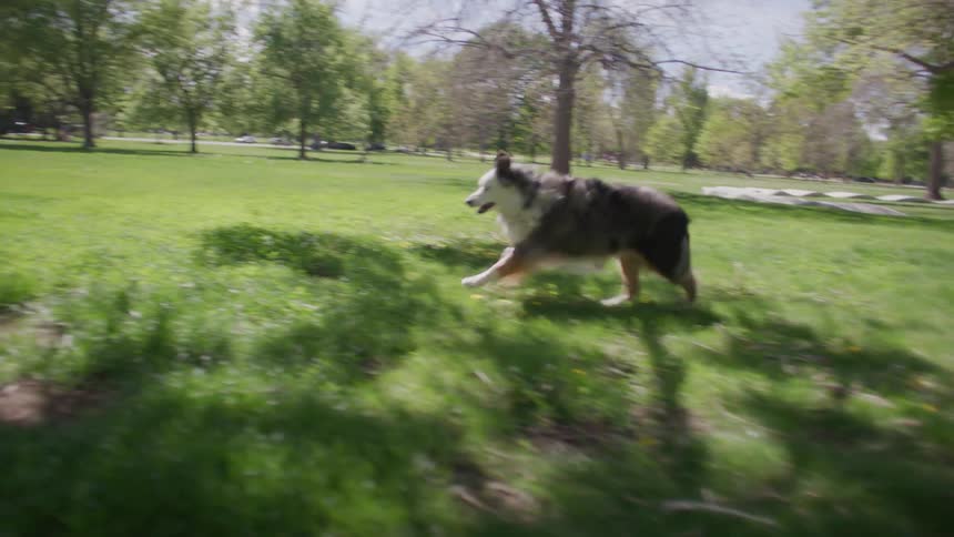 Dog running through the grass in a park with trees
