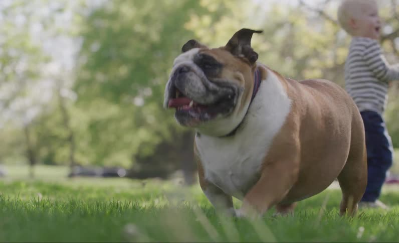 A dog walks through bubbles in the park