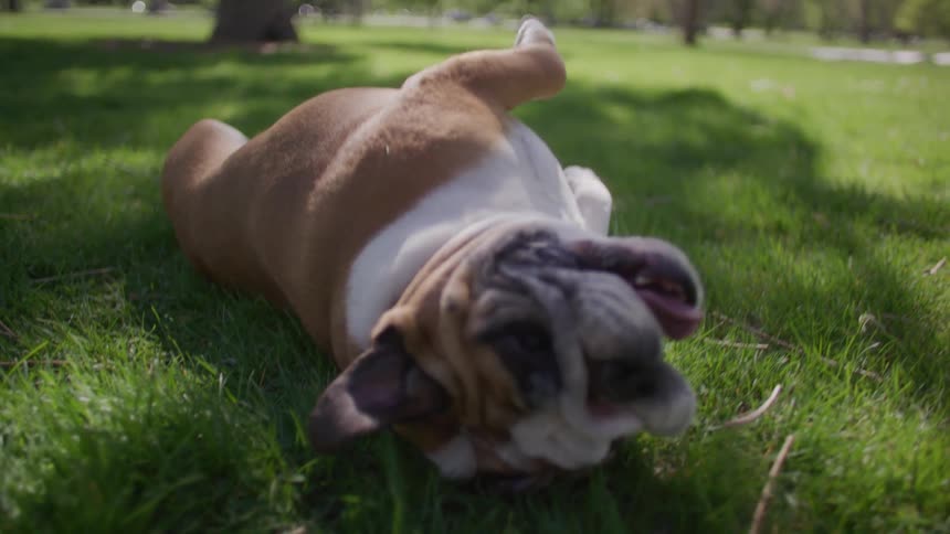 Dog lying on the grass with its tongue out