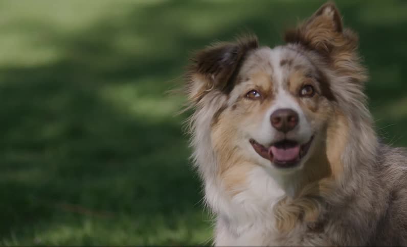 Dog watching while on leash and in a park