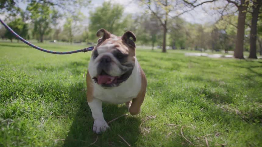 A dog is being walked in the park