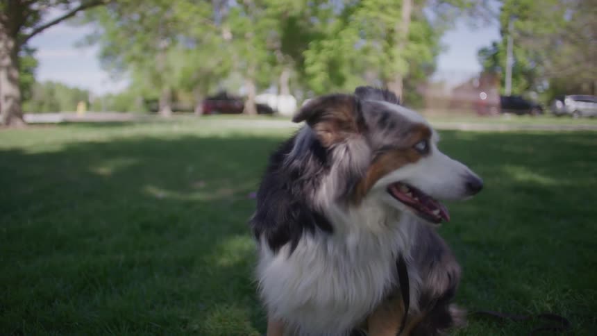 Dog looking sideways while in a park