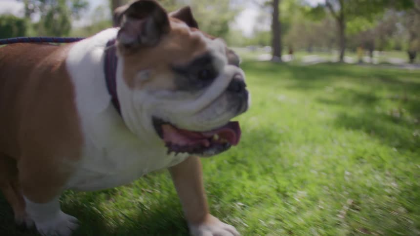 Bulldog walking on the grass in a park
