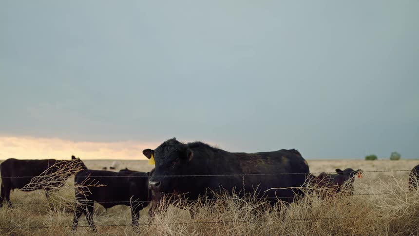 Cattle stand in a fenced pasture as lightning strikes the ground in the background
