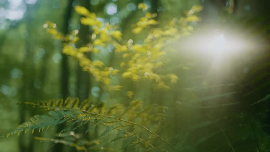 Sunlight in the forest with lens flare