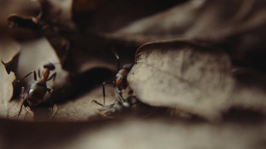 Ants carrying a dead insect over a dry brown leaf